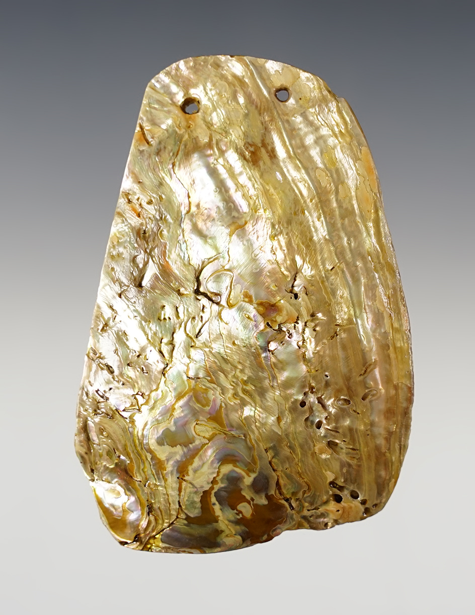 Large! 3 13/16" tall x 2 5/8" wide drilled shell ornament recovered in Colusa Co., California.