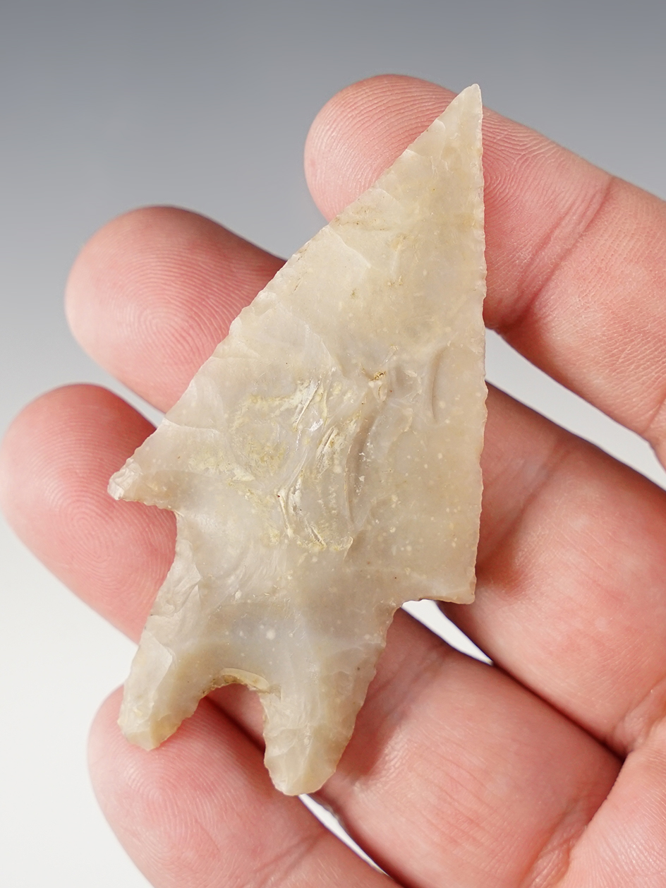 2 3/4" colorful Pedernales found in Travis Co., Texas. An excellent example. Rogers COA.