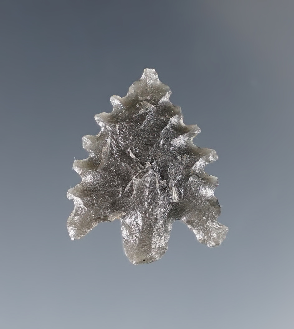 7/8" Calipooya with excellent serrations made from obsidian. Found in northern California. 