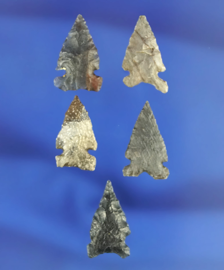 Set of five Desert Side Notched arrowheads, largest is 3/4". California.