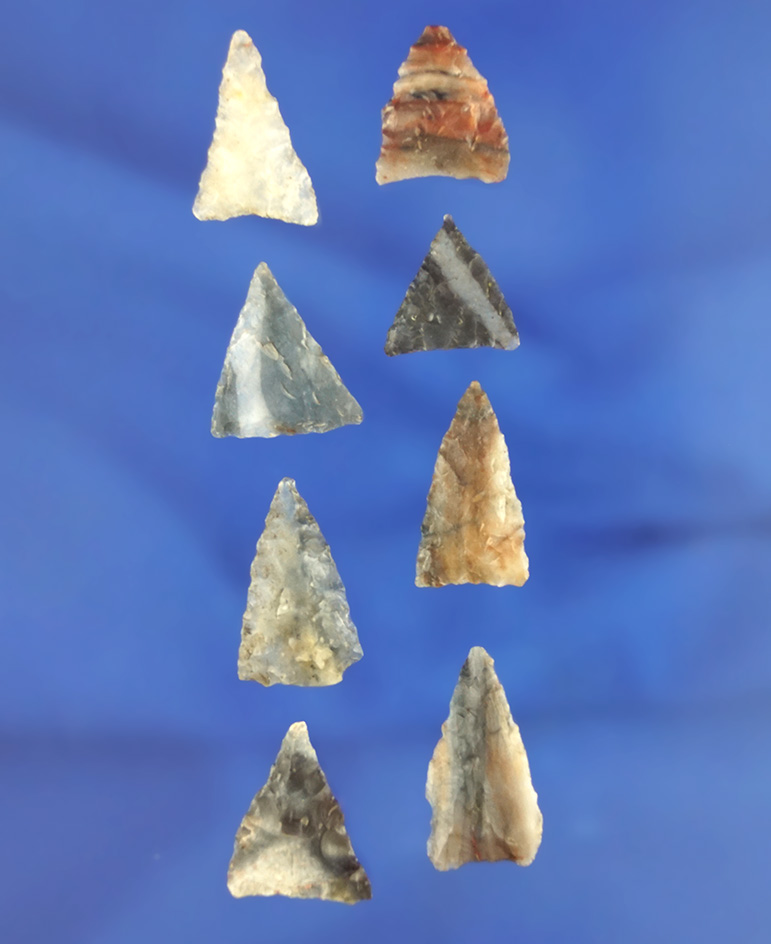 Set of 8 triangular arrowheads found in northern California, largest is 3/4".