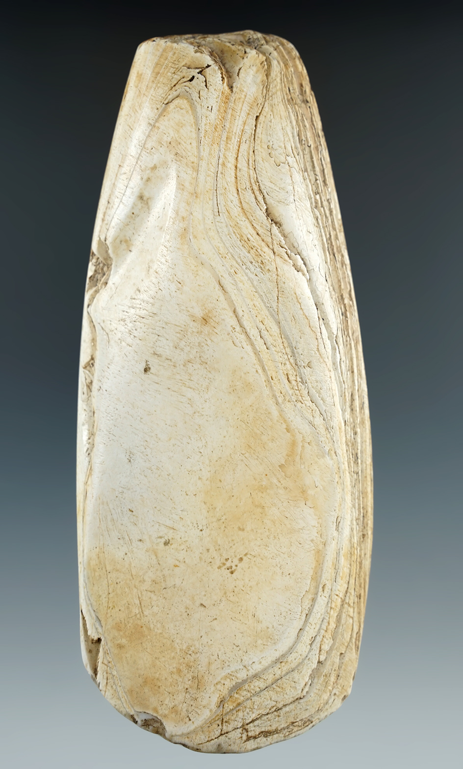 5 1/4" Long Whelk Shell Celt found in Florida.