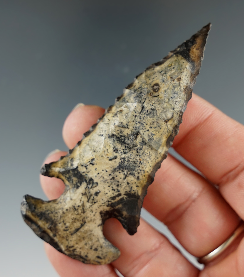 3" Bolen Bevel made from Raw Ocala Formation Chert, one ear professionally restored.