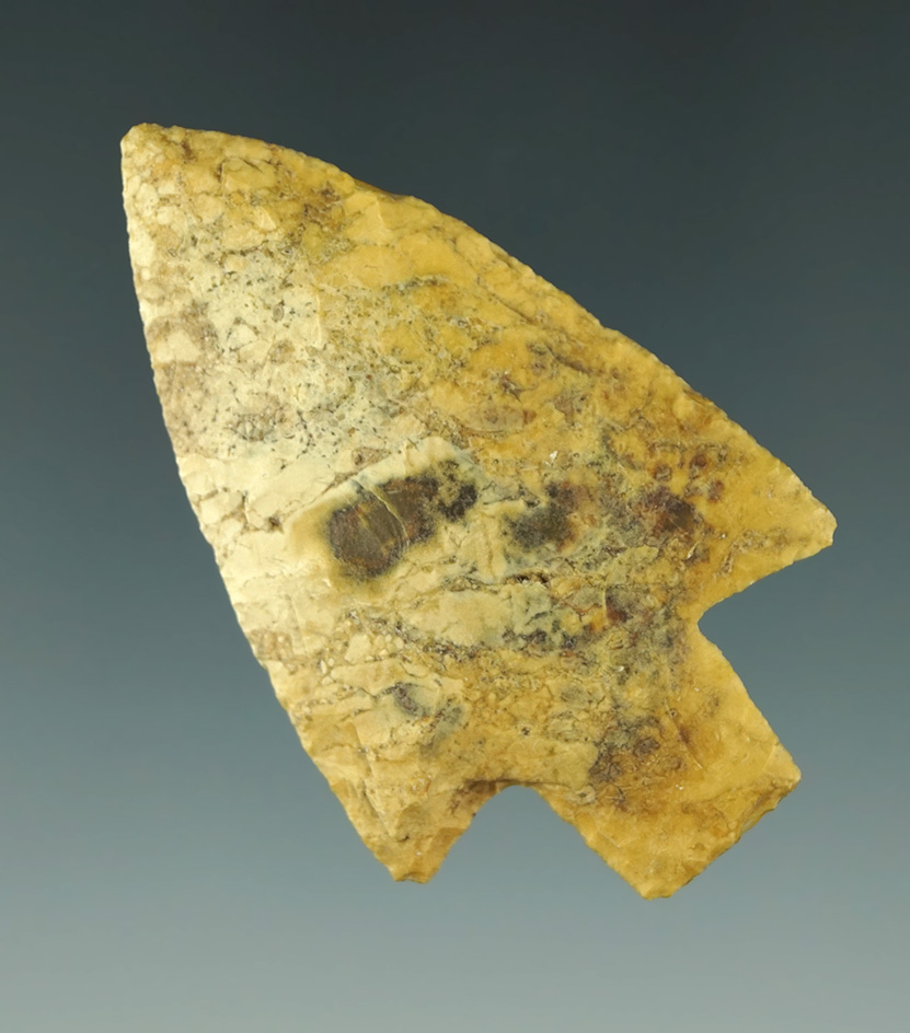 Nicely flaked and well patinated 2 5/16" Newnan point found in Florida.