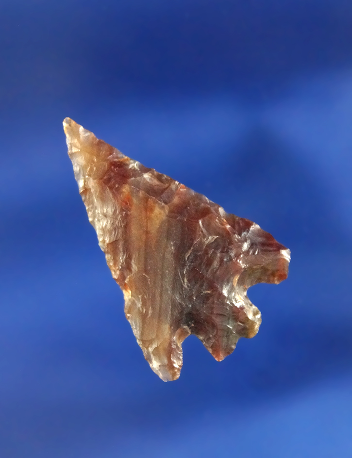 1 3/8" Columbia Plateau Split Stem - banded Agatized Wood - Columbia River, Washington.