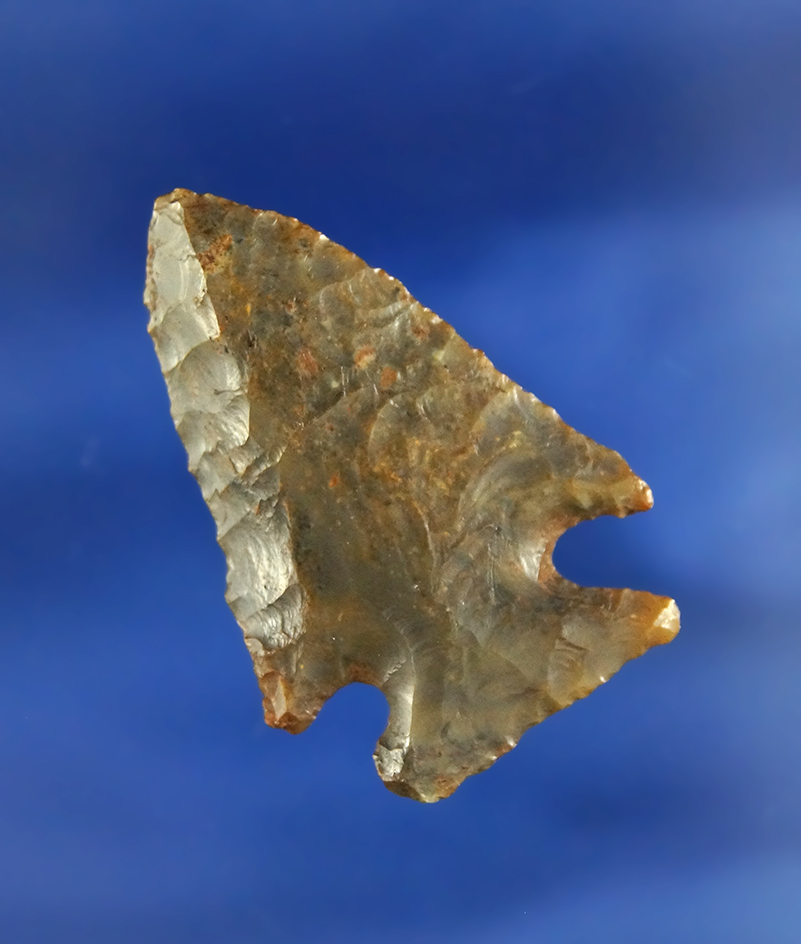 Nicely flaked and beautifully patinated Agatized coral 1 5/8" Bolen Bevel  found in Florida. 2 COA's