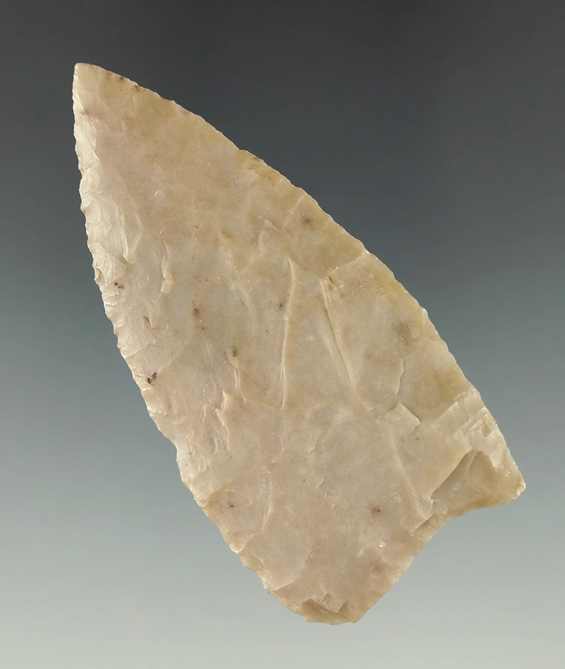 2 1/2" Tortugas Point found in Cowley Co., Kansas. Perino COA.