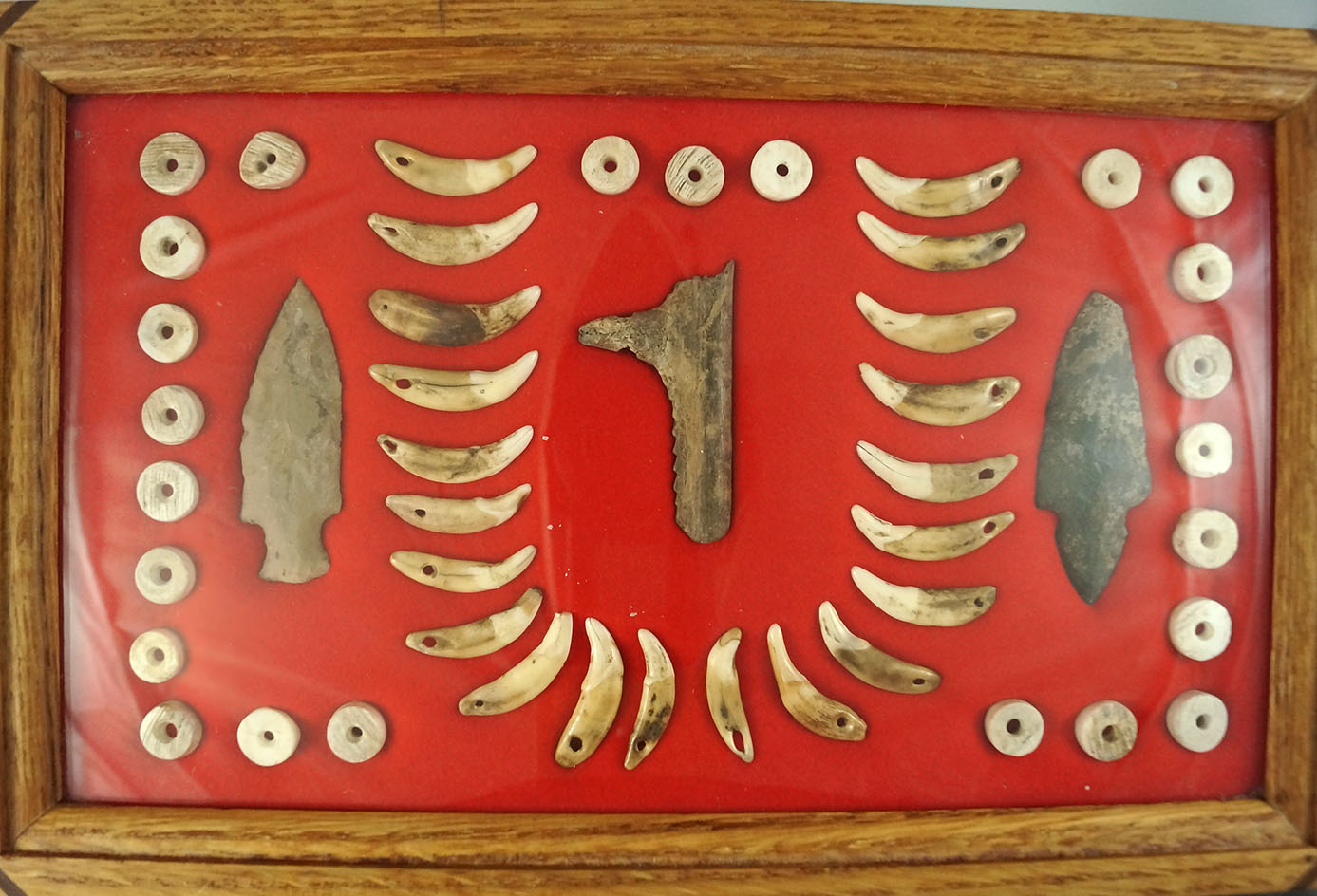 Beautifully framed display of drilled canine teeth and Shell beads found near the Ohio River.