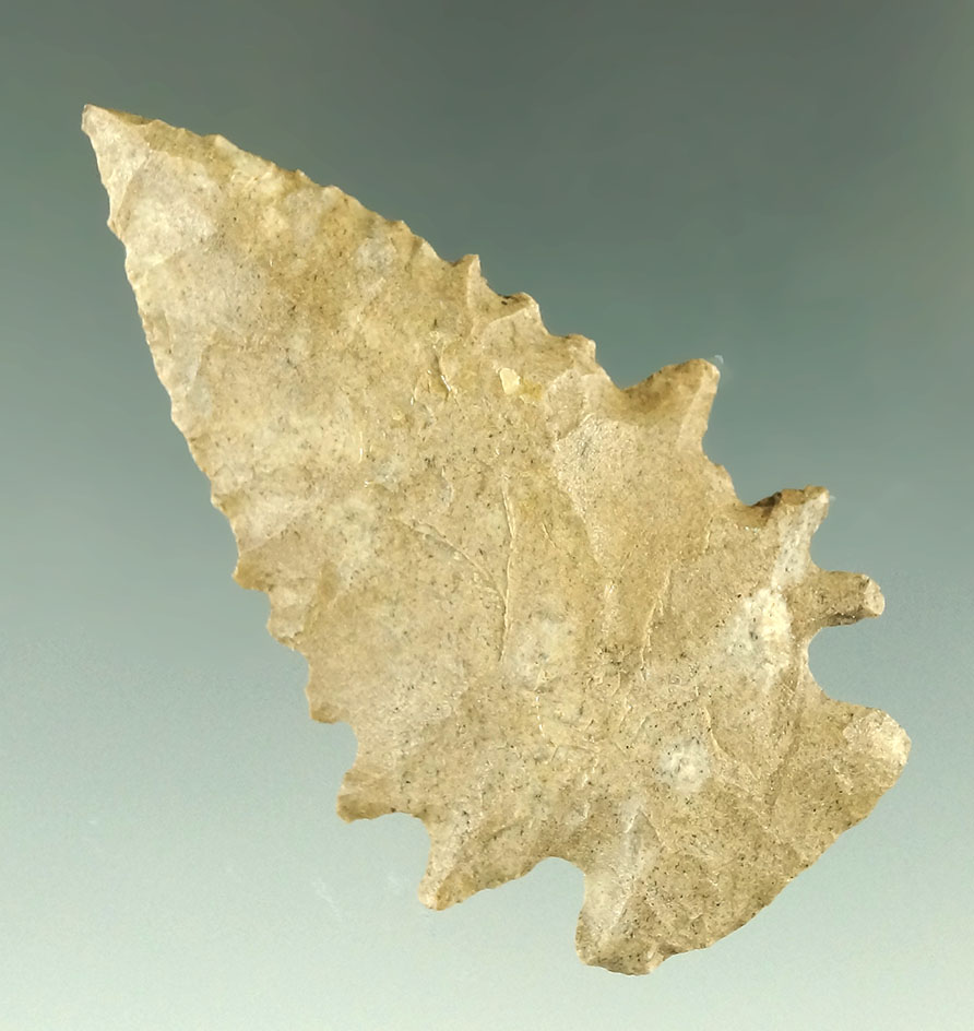 2 1/4" highly serrated pinetree point found in the Cumberland River, Tennessee.