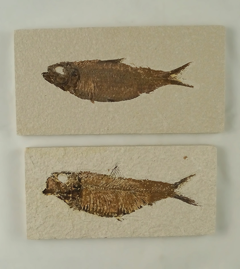 Pair of fossil fish, both are around 4 3/8" long found in Kemmerer, Wyoming.