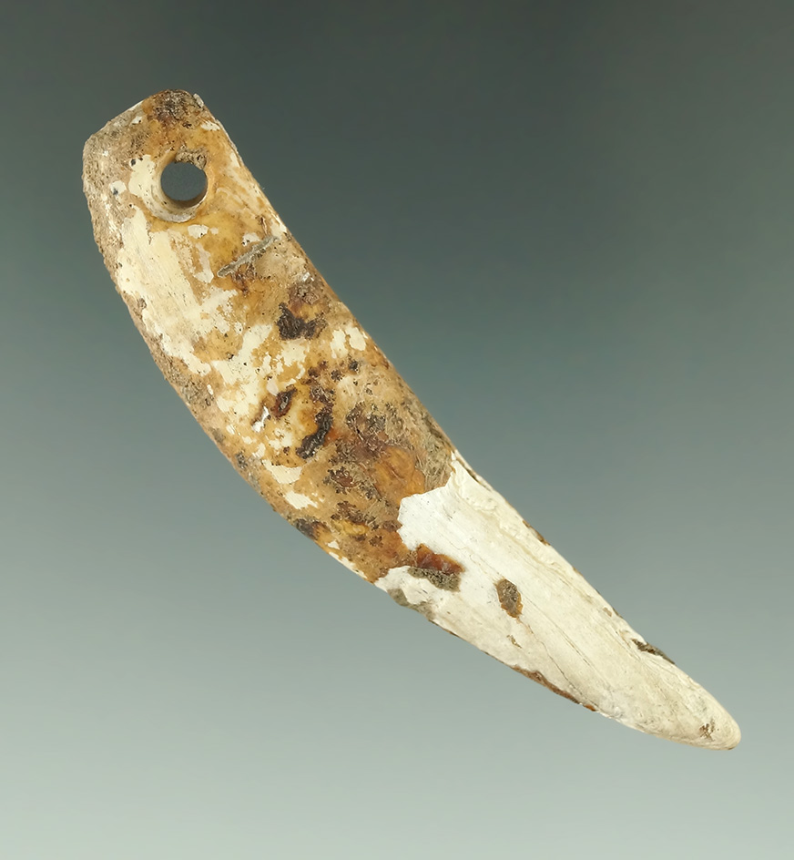 2 1/2" drilled bear's tooth pendant found in Kentucky.
