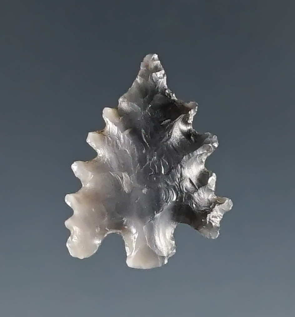 3/4" Calapooya Point that is nicely serrated. Found in Southern Oregon.