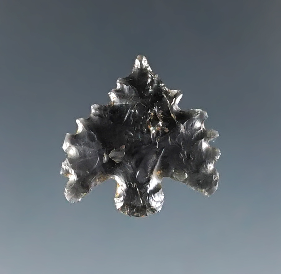 Exceptional 13/16" Calapooya Point with large serrations. Found in Southern Oregon.