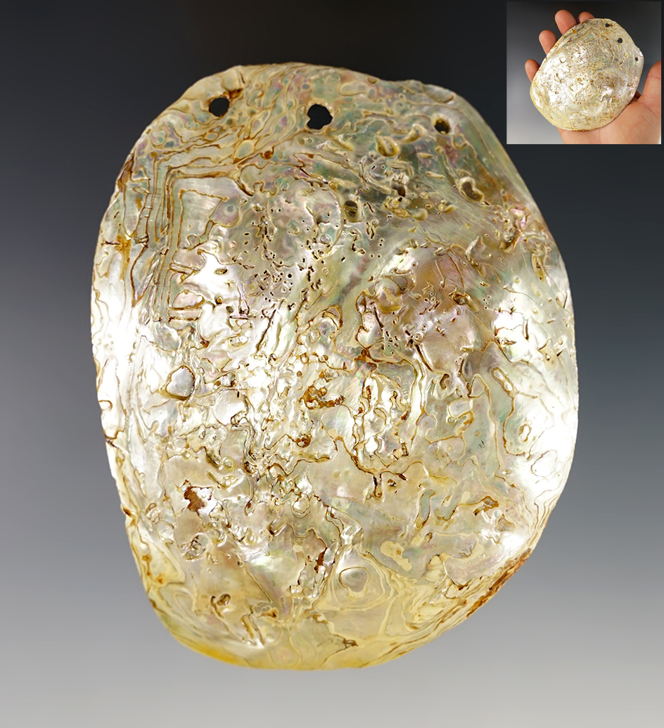 Large! 4 1/4" Abalone Shell three hole gorget - Colusa Co., California. Surface stabilized. 