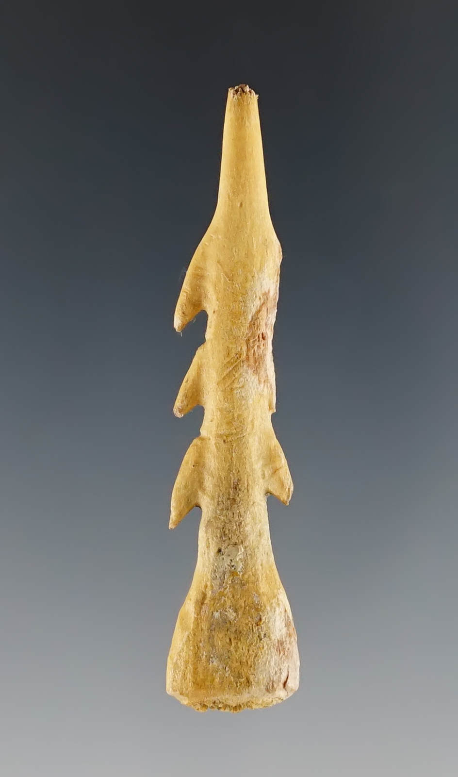 2 1/2" Bone Harpoon Tip found in Colusa Co., California. Ex. Michael Hough.