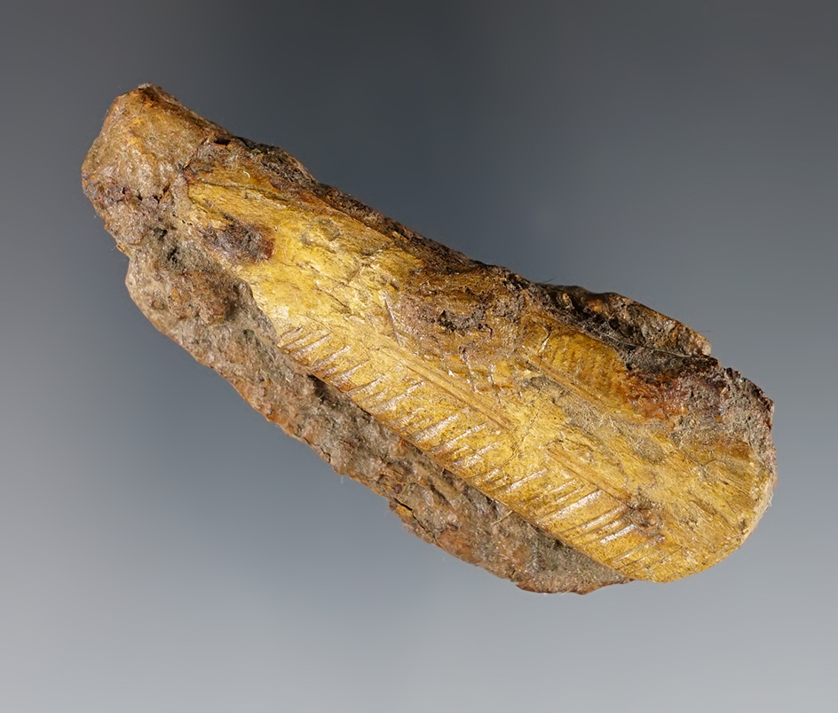 Very early 3 1/8" pocket knife with bone handle found at the Burrell Creek Site, New York.