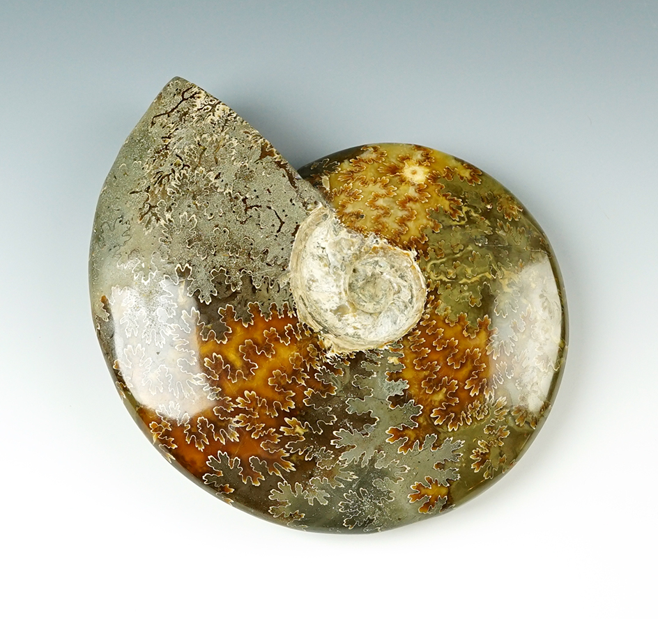 Stunning 65 million year old 7 3/4" polished Ammonite Fossil from the Cretaceous period.