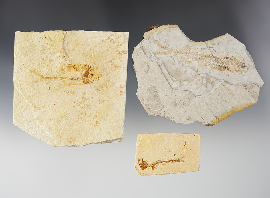 Three fossil fish recovered in Kemmerer, Wyoming. Largest measures 3 1/4" on a 4 5/8" slab.