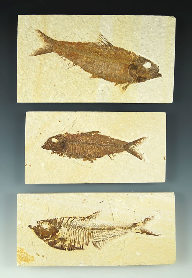 Set of 3 fossil fish. Largest is 4 1/4". Found in Kemmerer, WY.