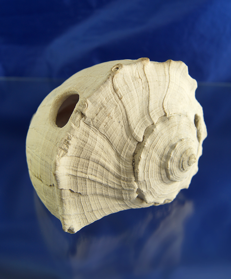 Whelk Shell Hammer found it Marco Island, Florida. Ex. H. B. Greene collection.