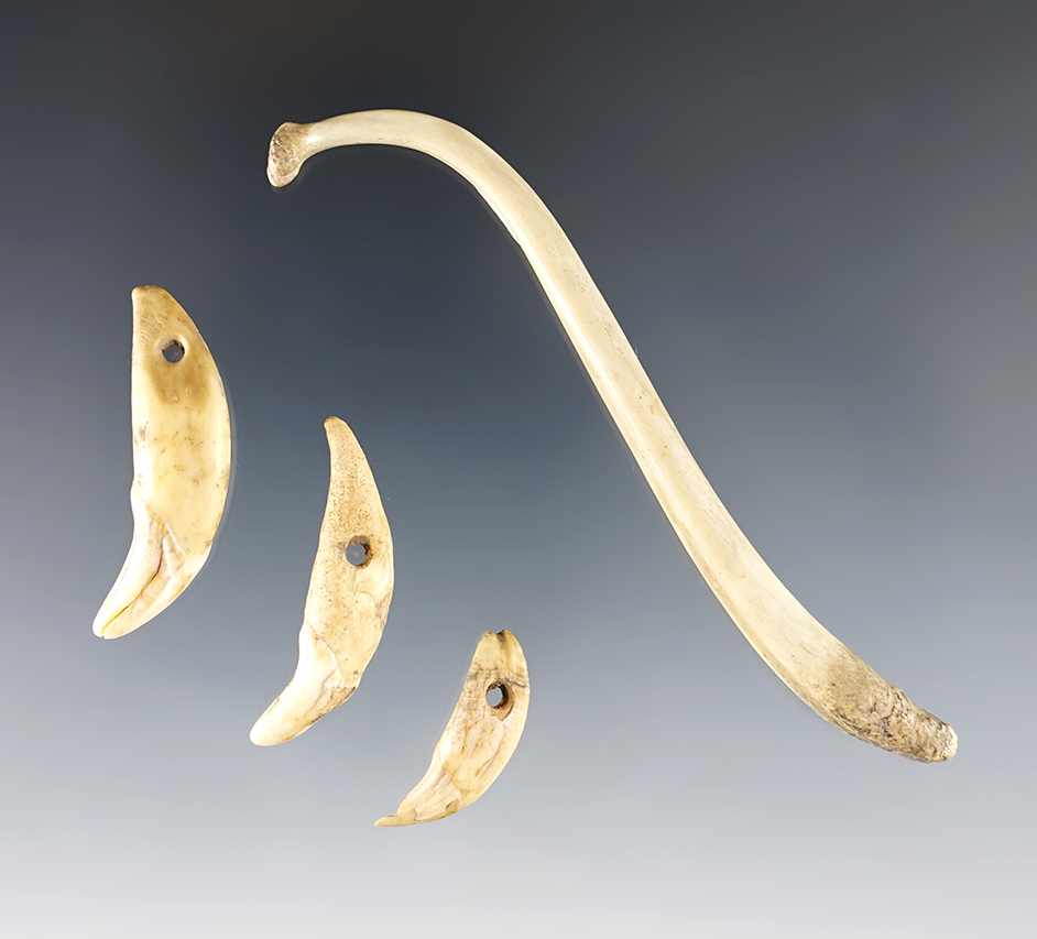 Set of three bone artifacts including a 3 3/4" raccoon baculum and three drilled canine teeth.