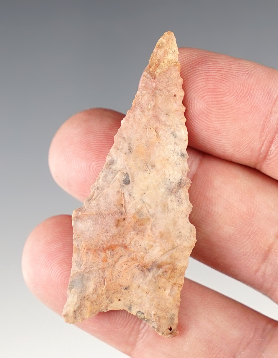 Nice edgework on this 2 3/16" Dalton made from colorful pink & purple Flint. Brown Co., Illinois.