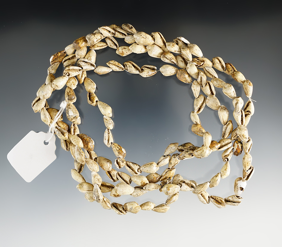 47" Strand of Shell Beads found from various sites close to the Tennessee River.