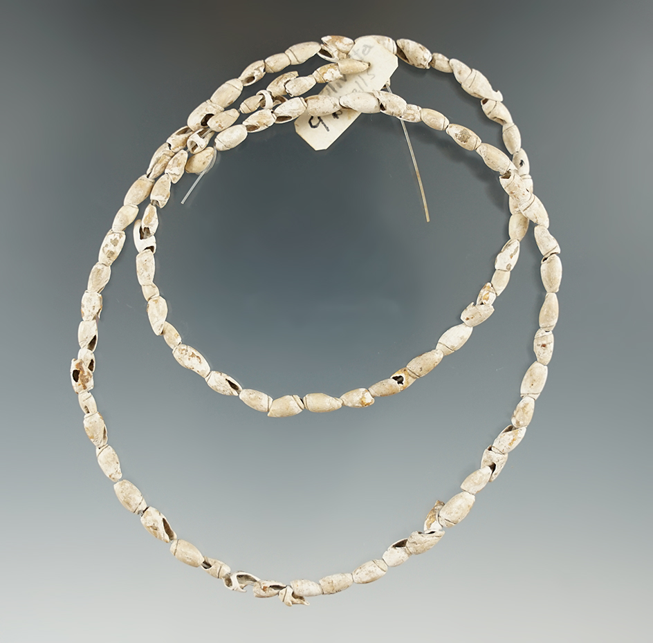 22" long strand of Olivella shell beads recovered from Union Springs, New Hampshire.