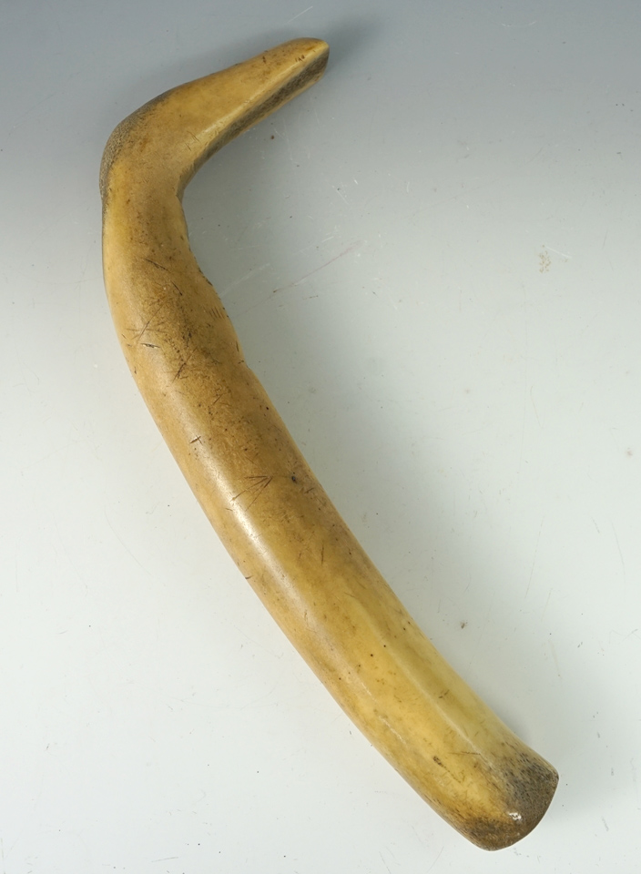 11 1/2" Elk horn scraper - six tally marks - Upper Missouri River area. Davis G-10 COA.