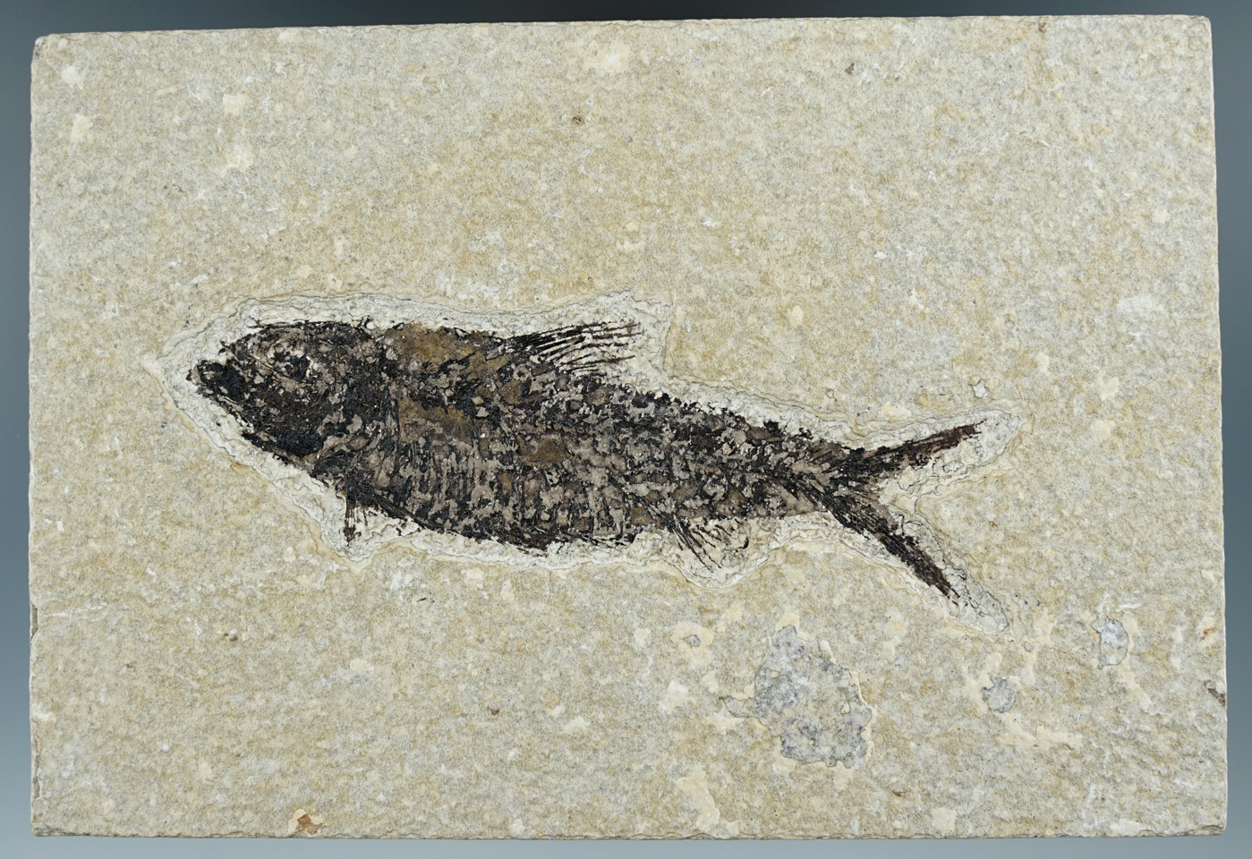 3 3/4" long fish fossil on a 5 5/8" slab found in Kemmerer Wyoming.