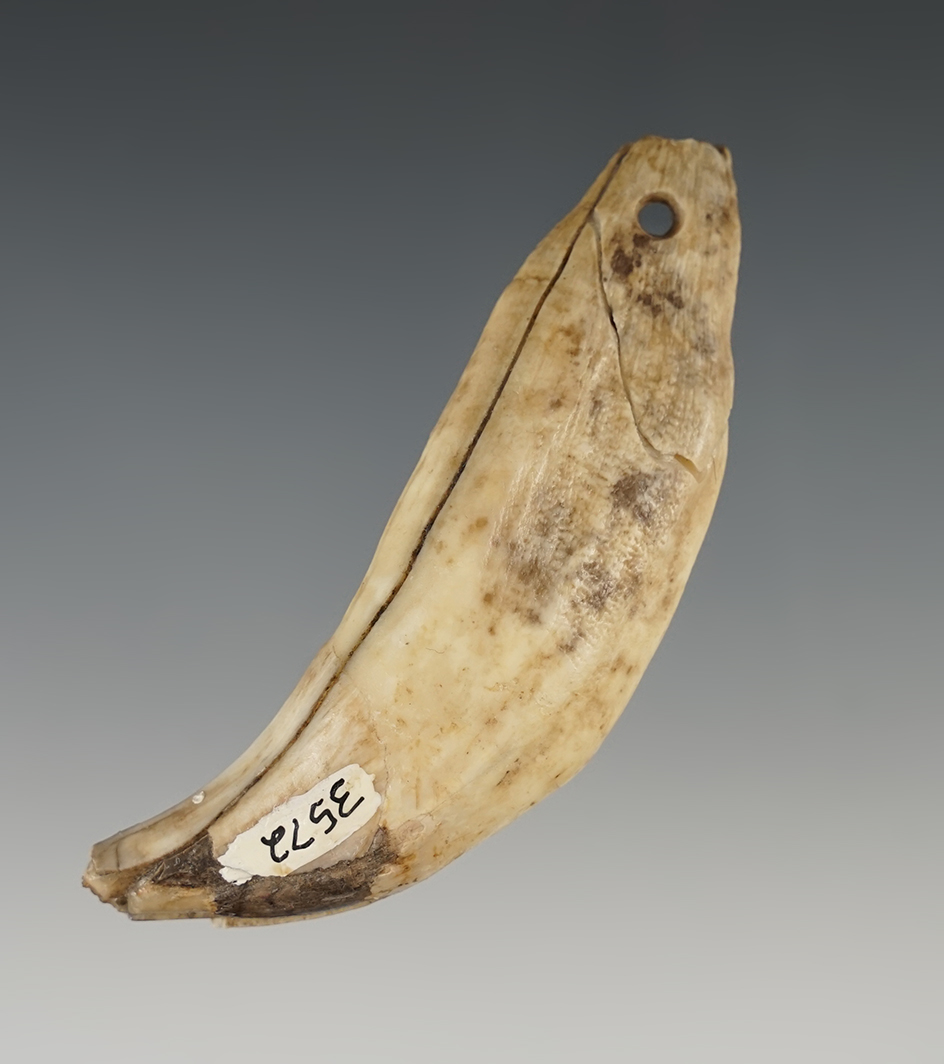 Very Large! 3 3/8" long Drilled Bear Tooth found in Oregon.