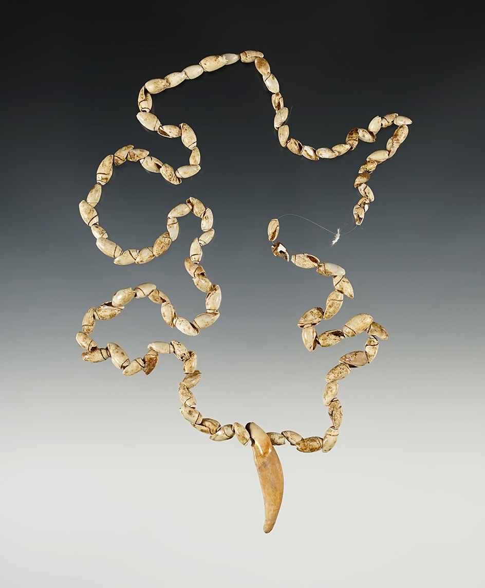 22" long Stand of drilled Shell Beads with a drilled Canine Tooth. Cabarrus Co., NC.