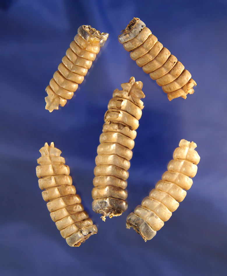Set of six rattlesnake rattles from Washington state, largest is 2 1/2".