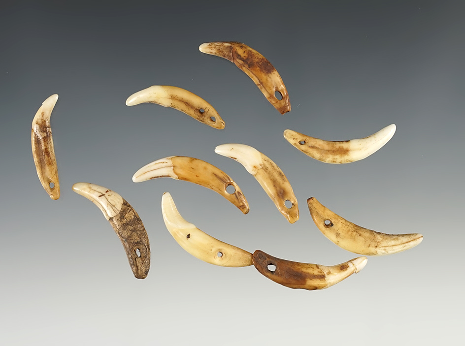 Set of 10 Drilled Canine Teeth that are well patinated. Ex. Raymond Vietzen. The largest is 1 3/8".