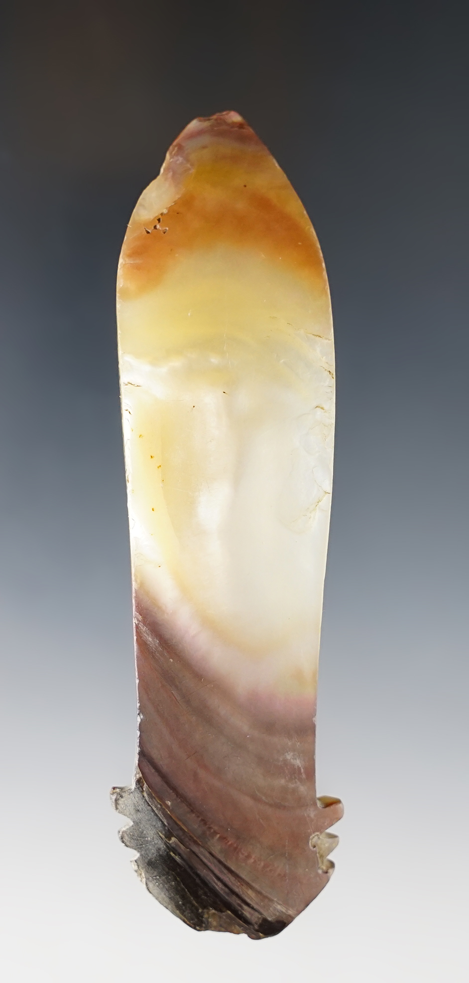 Fine 4 3/8"  "Anchor" style Pendant - Shell. Shasta Co., California. Ex. Estes, Brenda Wissa.