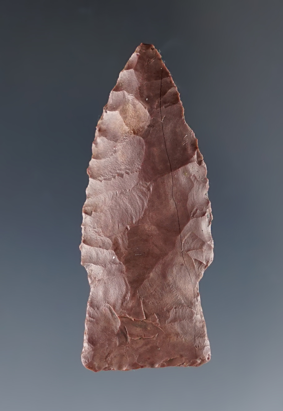 Small but nice! 1 3/4" Cody complex Scottsbluff with the heavily ground stem area. Colorado.