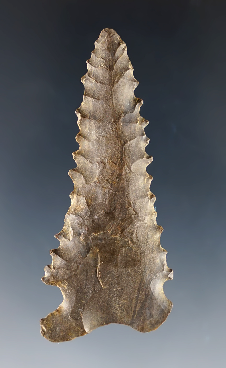 2 9/16" serrated Pinetree found in Kentucky.