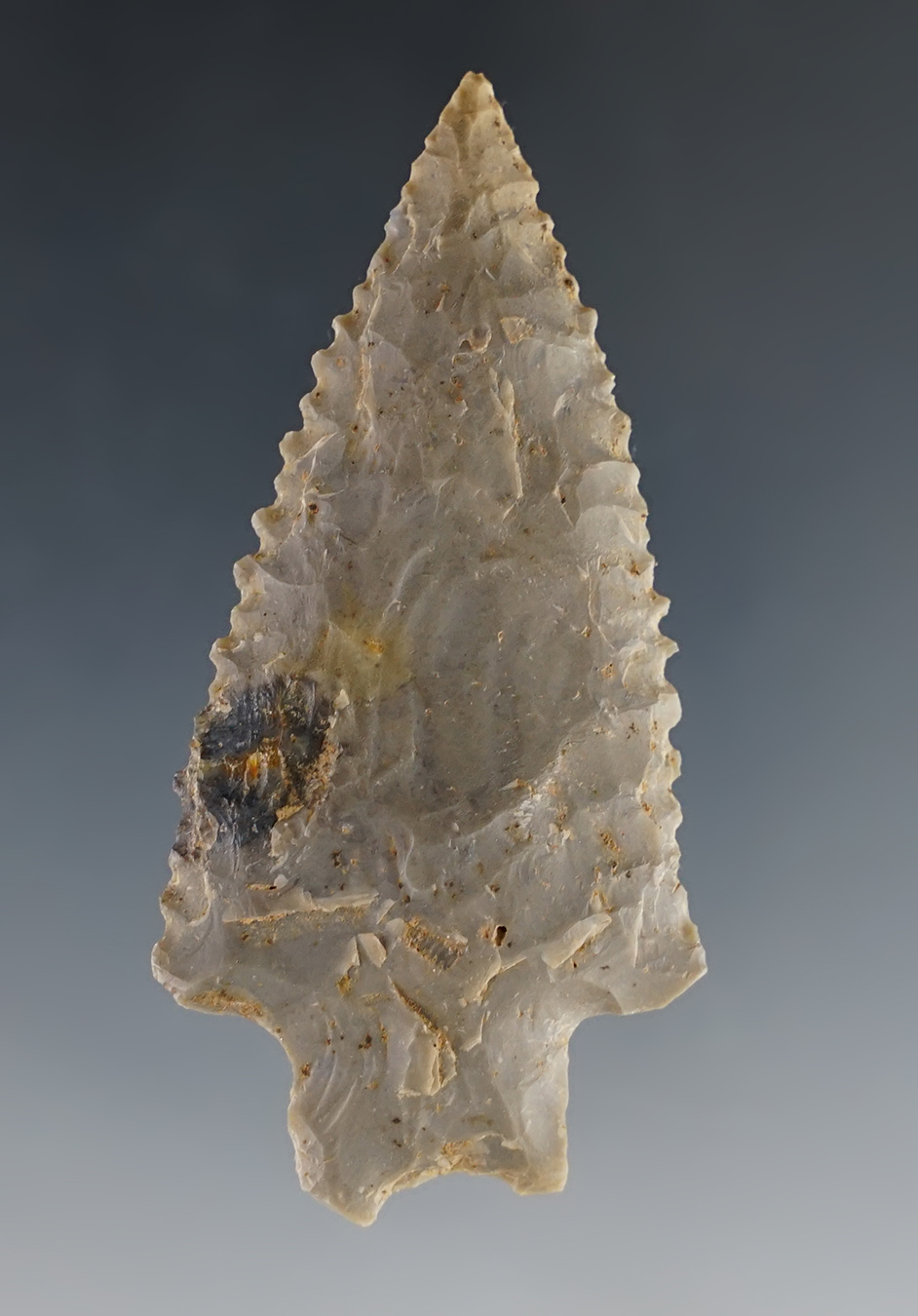 Fine serrations on this 2 1/2" Bifurcated-base point found by Joseph Dillion in Calloway Co., KY.