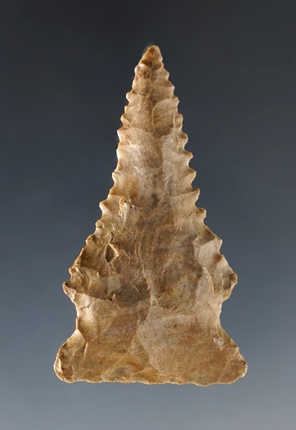 2" Heavily resharpened Kentucky Pinetree with fine serrations.