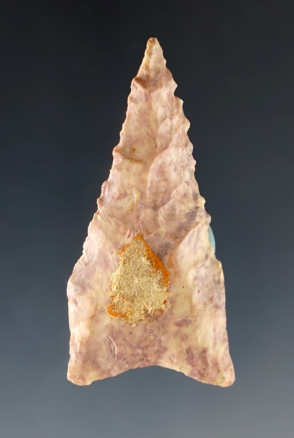 1 15/16" Steeply beveled and well serrated Dalton found in Adams Co., Illinois.