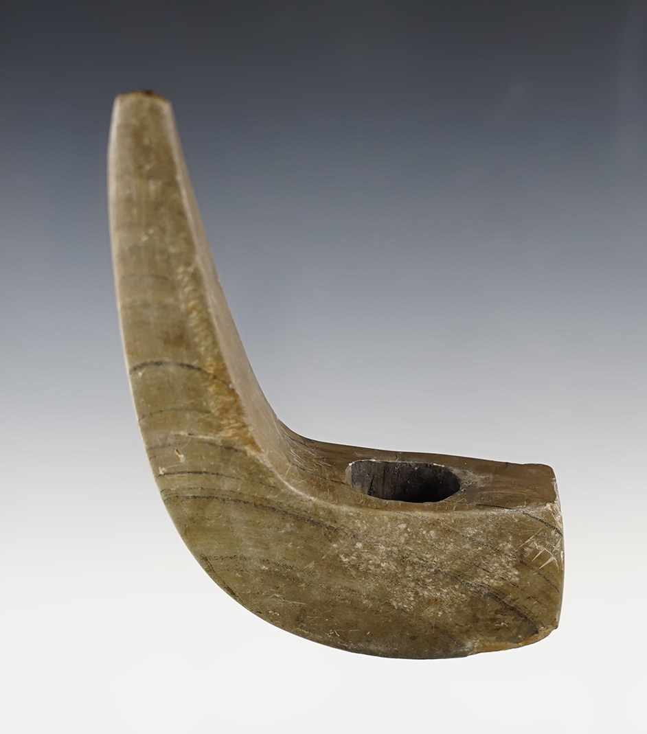 4" long Geniculate found in Marion Co., Ohio. Restored on one side. Ex. Weaver collection.