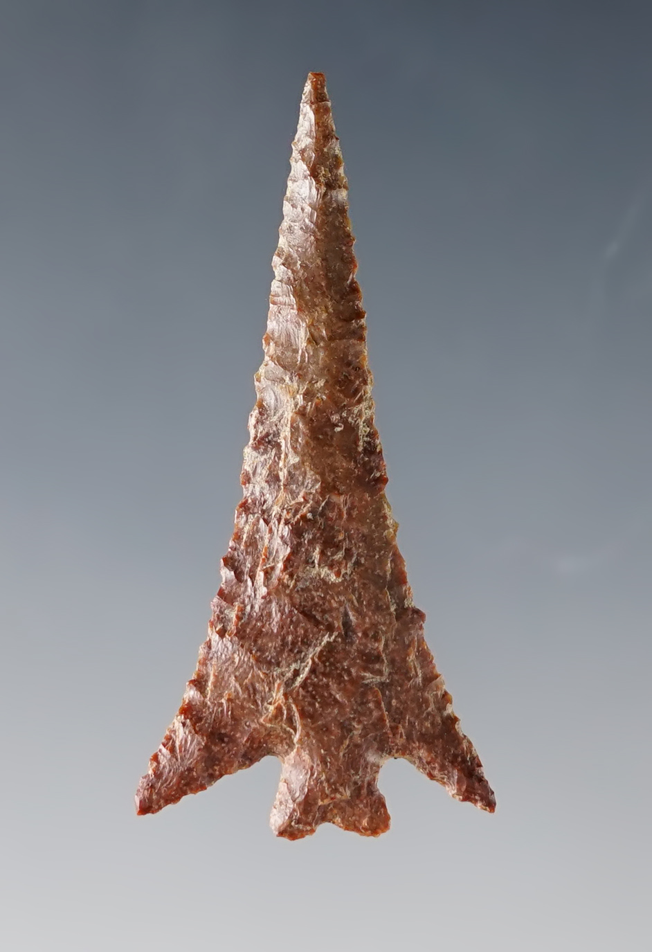 SUPERB! 1 11/16" Columbia Plateau made from Silicified Wood. Washington/Oregon. COA. 