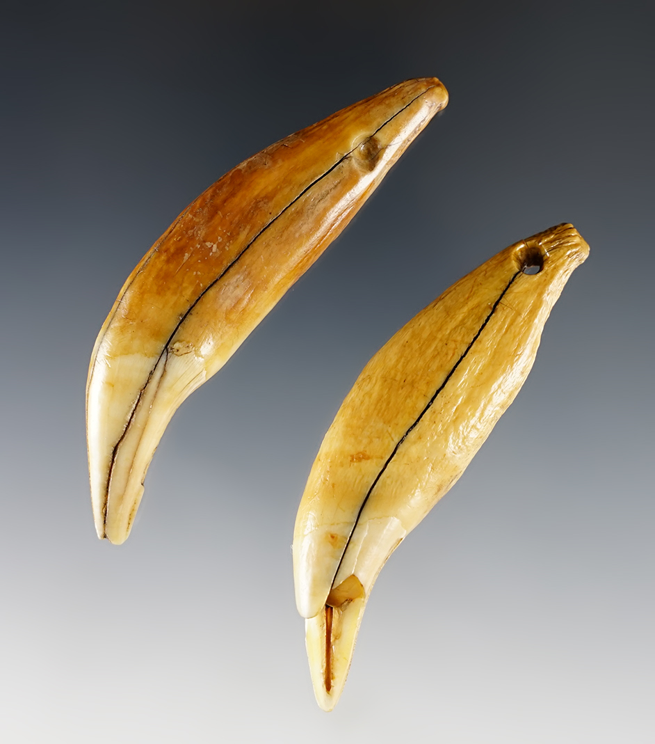 Pair of Bear Teeth found at Genoa Fort, Genoa, New York. The largest is 3 1/4".