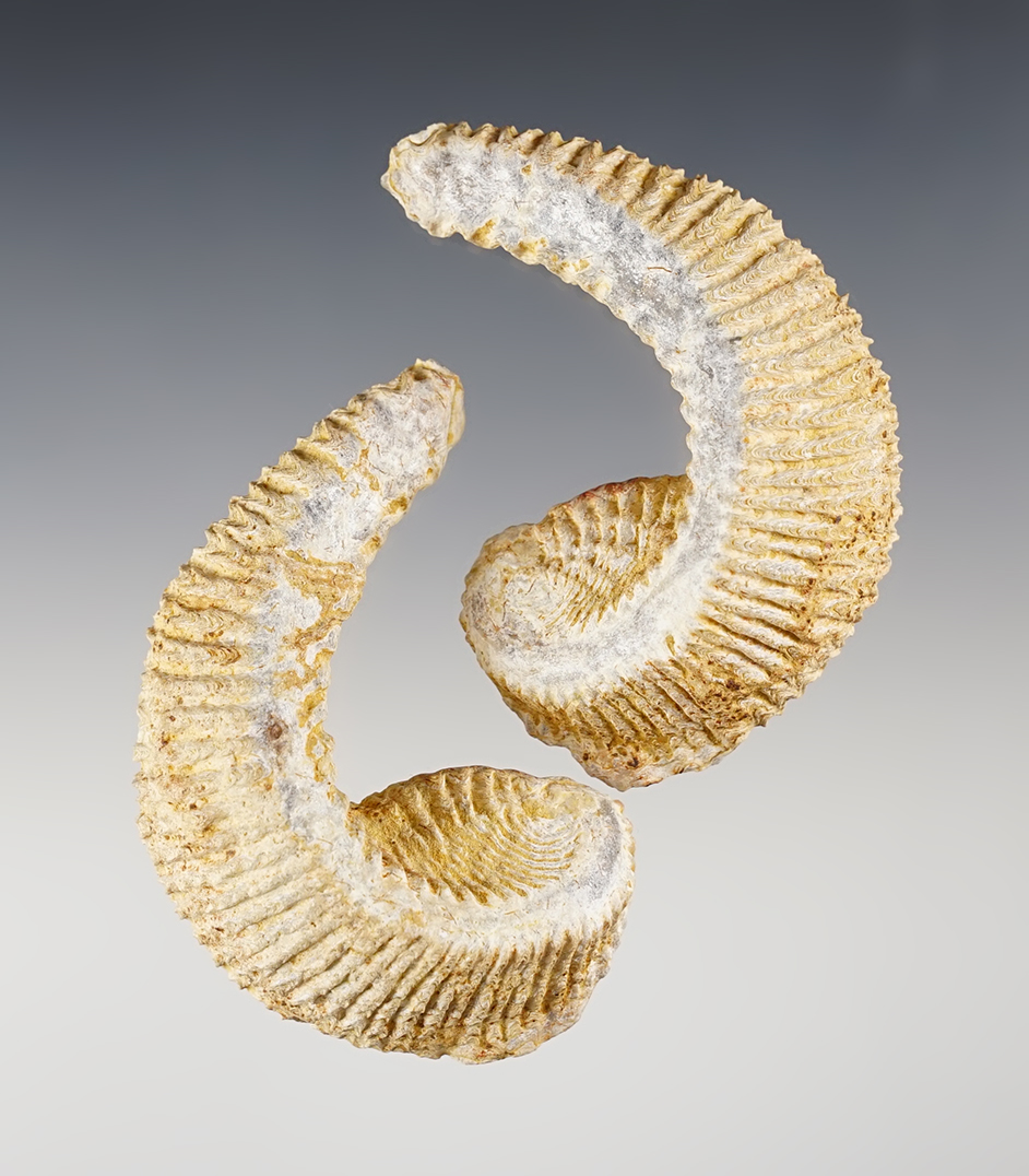 3" "Zig Zag" Fossilized Clam Shells in excellent condition.