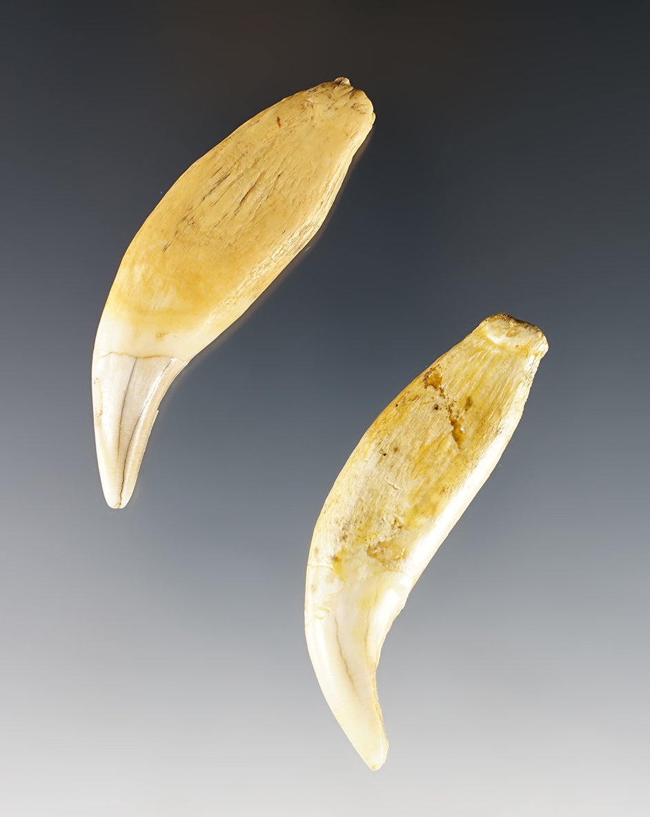 Pair of Bear Teeth found at Genoa Fort, Genoa, New York. The largest is 2 1/2".