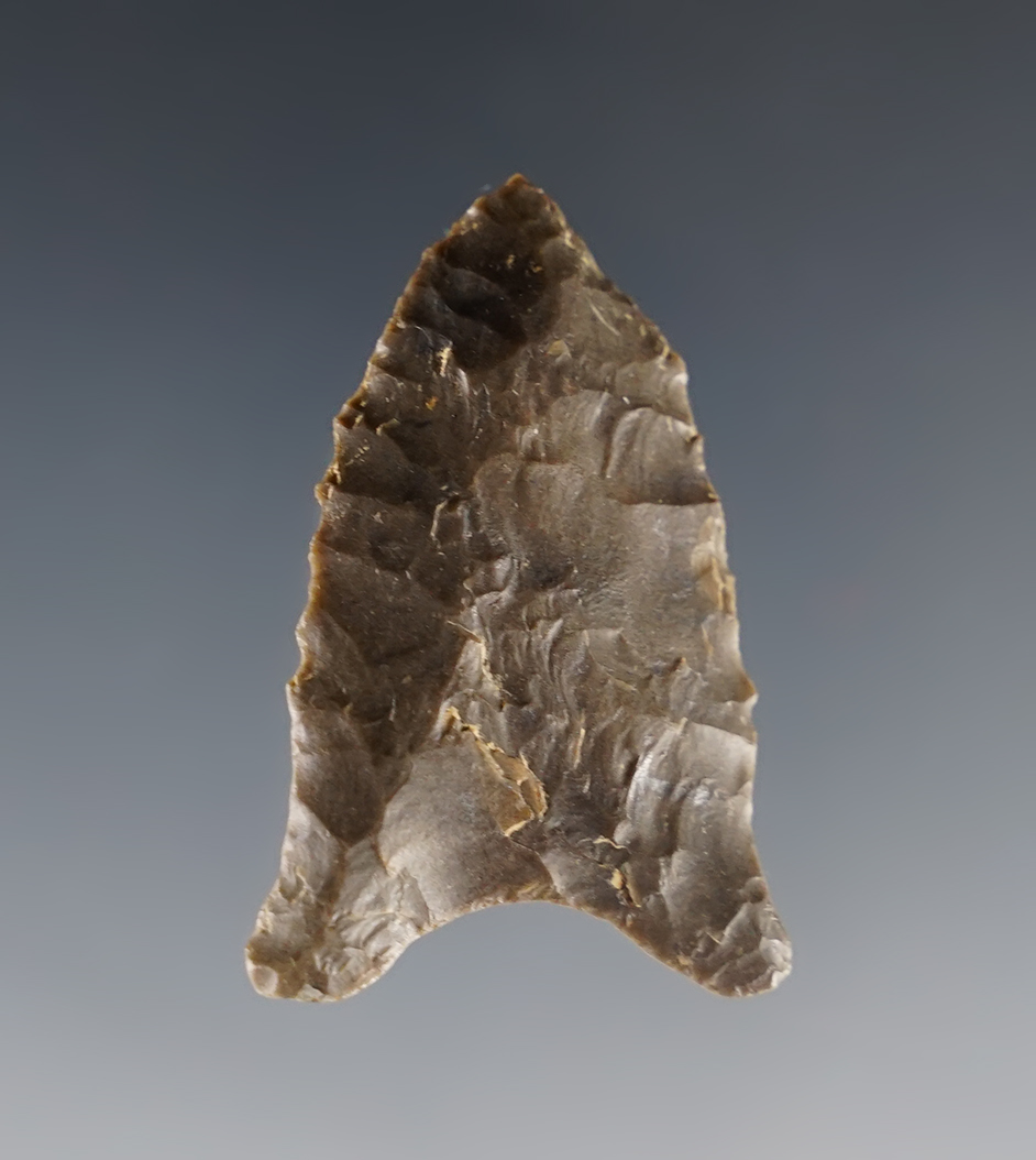 Classic style 1 9/16" Paleo Quad recovered in Indiana.