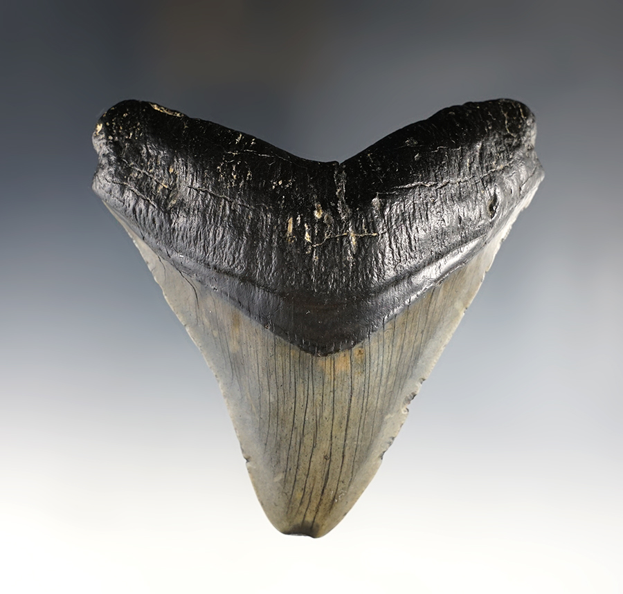 4 5/8" Fossilized Megalodon Sharks Tooth found in South Carolina.