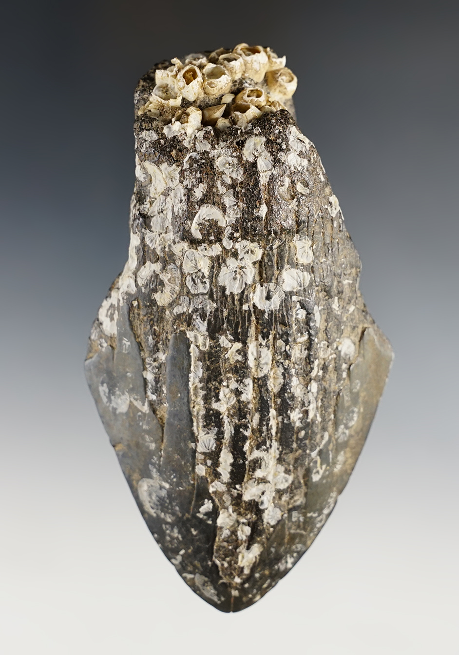 Unique! 4 5/8" Megalodon fossilized sharks tooth that appears to have been humanly altered.