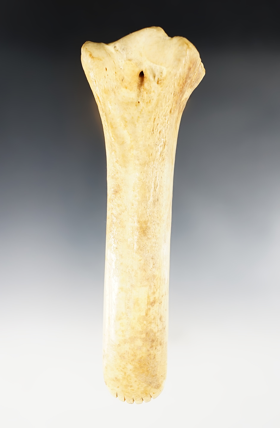 Nice polish on this 6 1/4" Bone Gouge with a nicely fringed bit. Reportedly found in a cave in ND.