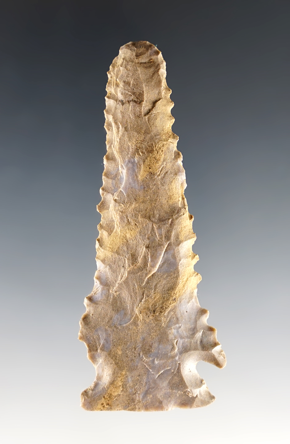 3 1/8" beautifully serrated Pine Tree recovered in Kentucky. Tip was intentionally rounded from use.